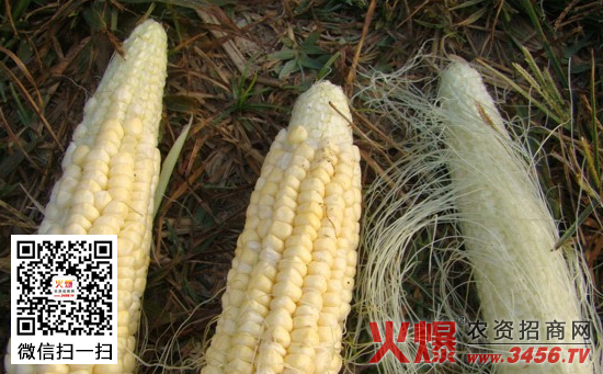 玉米缺粒的防治措施