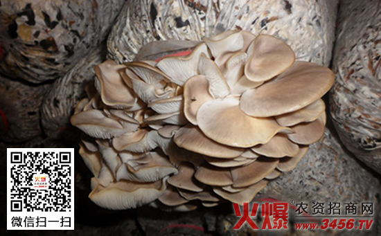 蘑菇死菇病的防治措施