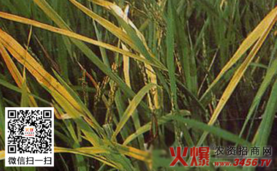 水稻黄叶症主要原因及防治方法