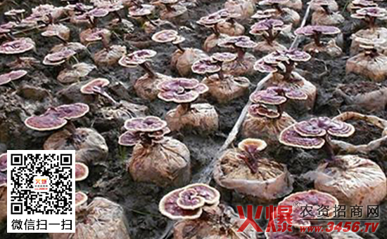 蘑菇栽培中如何防治杂菌污染？
