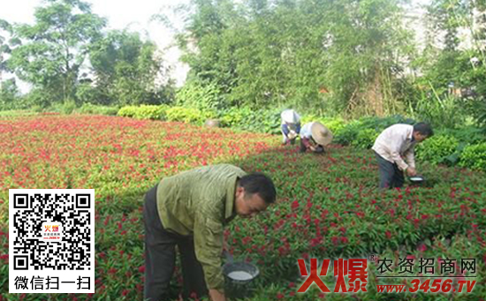 花卉施肥要达到什么要求