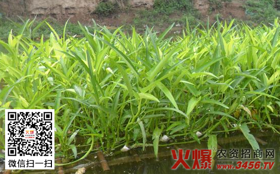 水培竹叶菜移栽技术
