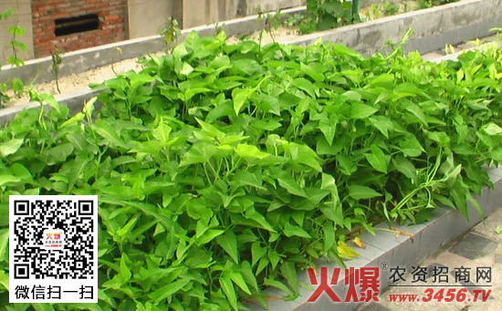 水培竹叶菜移栽技术