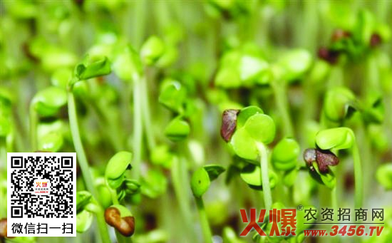 松柳苗栽培技术