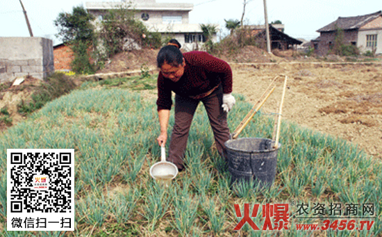 大葱生长后期浇水技术