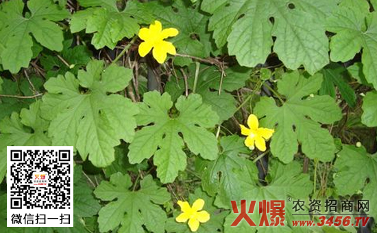 苦瓜种子催芽技术