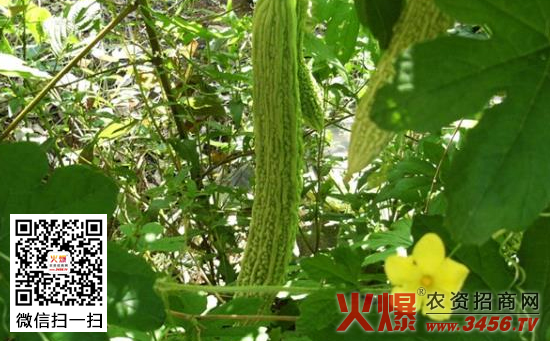 苦瓜种子催芽技术