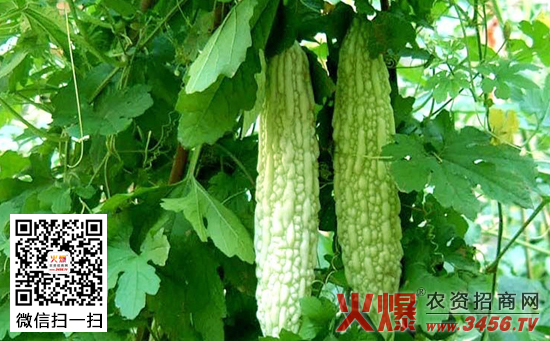 苦瓜种子催芽技术