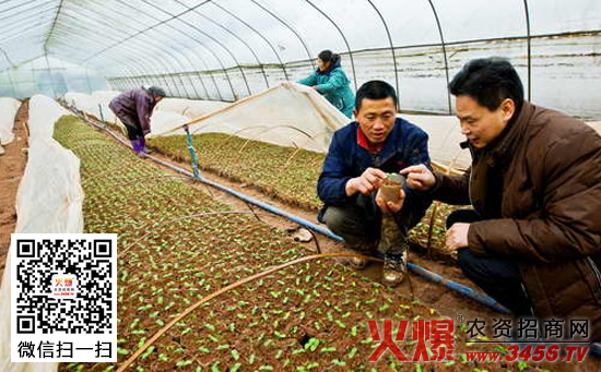 蔬菜春播死苗的原因及防治方法