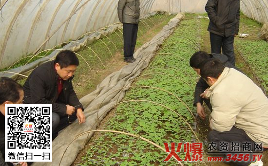 蔬菜春播死苗的原因及防治方法