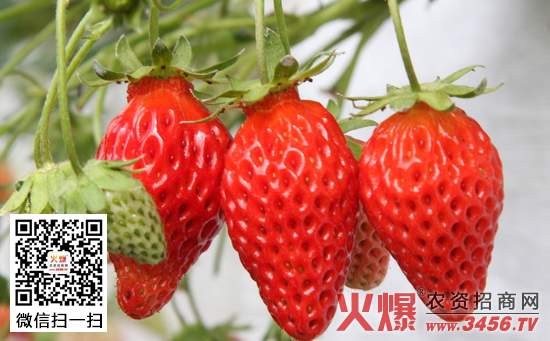 草莓坐果率如何提高