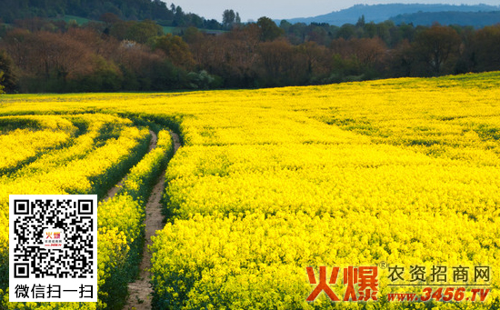 早春油菜直播技术