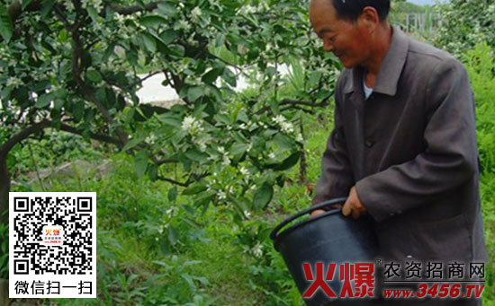 桂花移栽定植后的养护管理