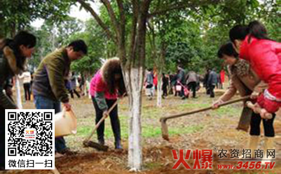 桂花移栽定植后的养护管理