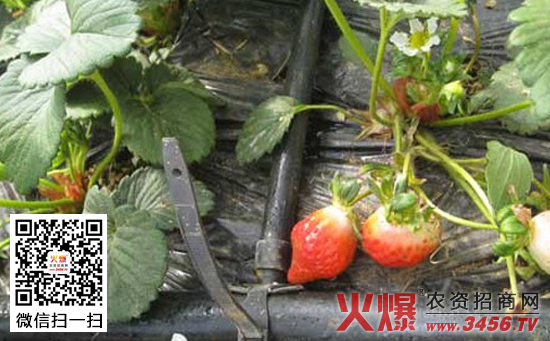 春季草莓水肥管理技术