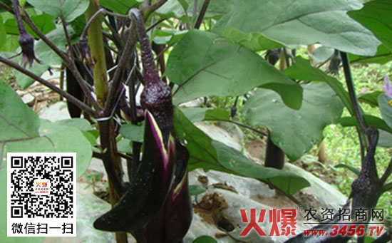 秋茬茄子防止“石茄”发生的方法