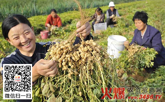 黑花生的田管技术