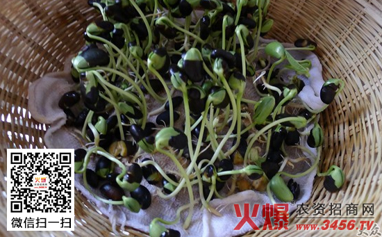 黑豆芽如何生产