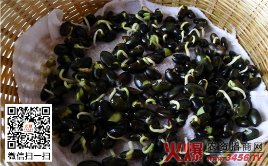 黑豆芽如何生产