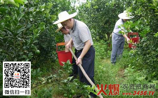 橙春季水肥管理技术