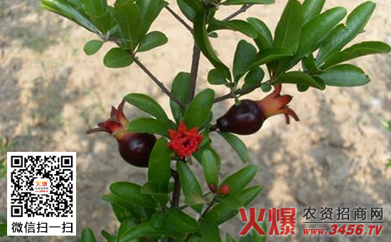 黑石榴盆栽技术