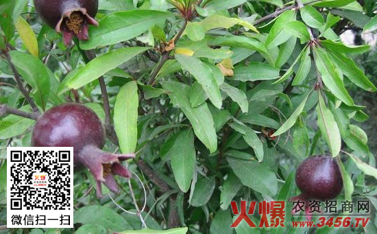 黑石榴盆栽技术