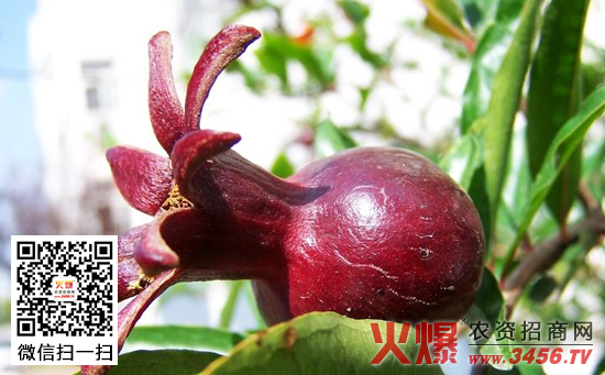 黑石榴盆栽技术