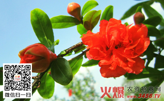 石榴树花果期管理技术