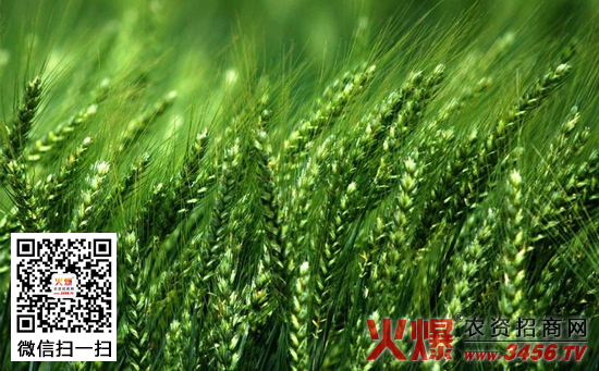 冬小麦的需肥特点及施肥技术