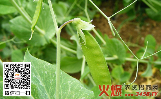 甜豌豆反季节栽培技术