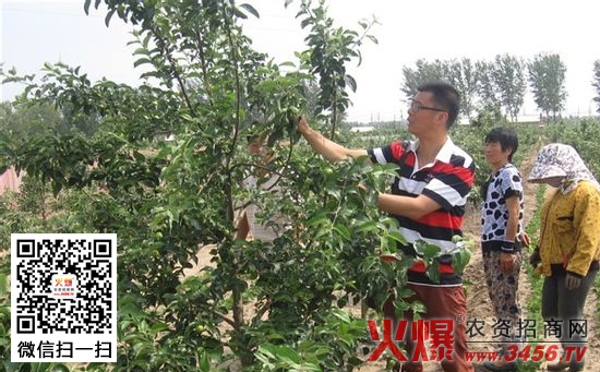 苹果根外追肥优点