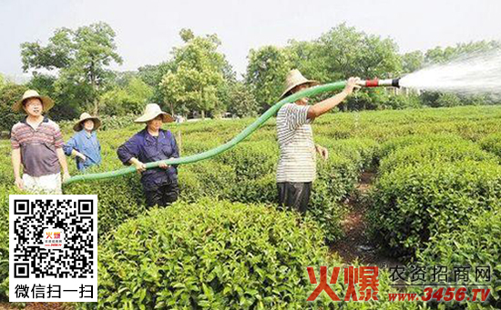 茶田土壤的改良方法
