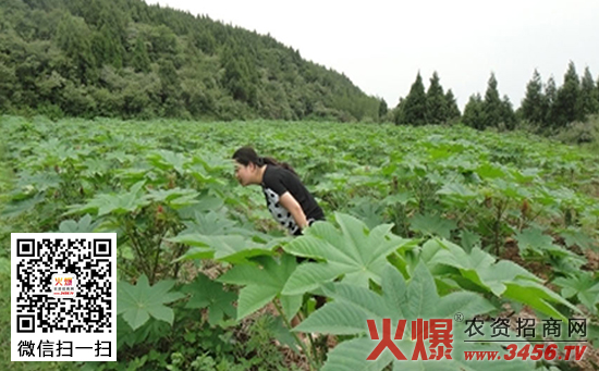 孜然套种蓖麻的种植方法