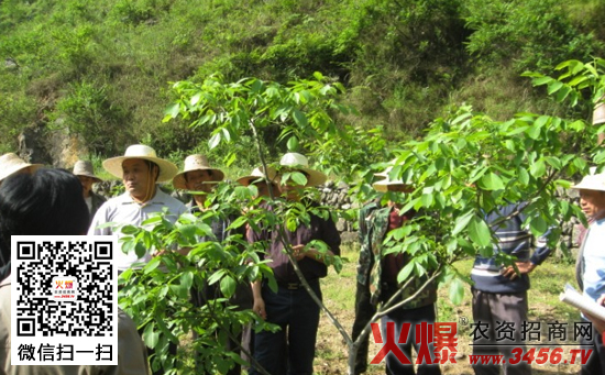 葡萄树施肥技术