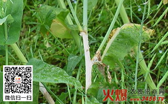 油菜菌核病的防治方法