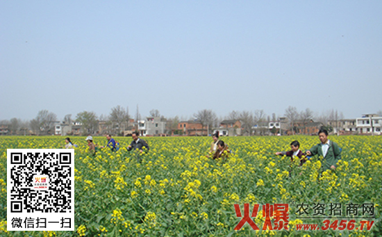 油菜菌核病的防治方法