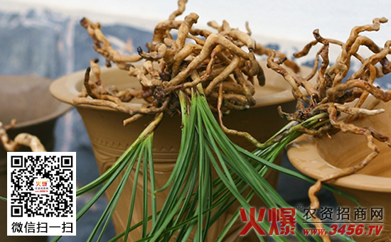 兰花茎腐病的防治方法