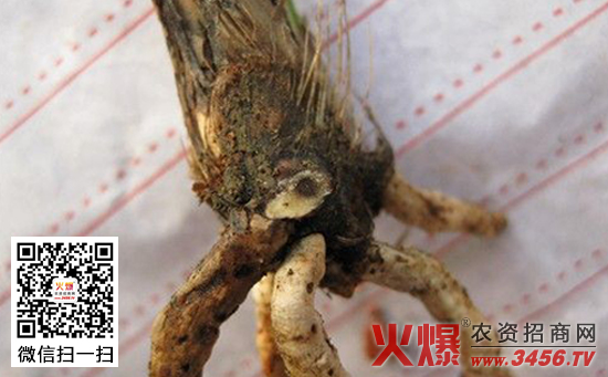 兰花茎腐病的防治方法