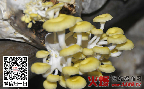 食用菌育种方法