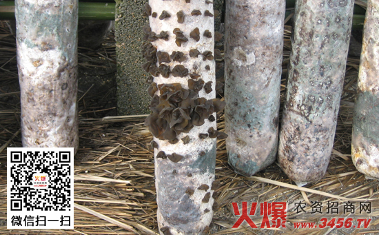 食用菌育种方法
