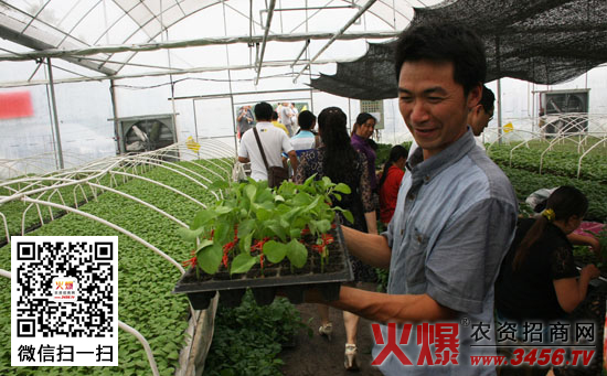 茄子的嫁接育苗方法