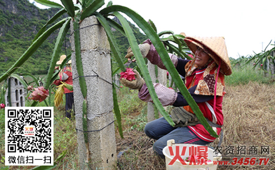 火龙果前景以及栽培解析