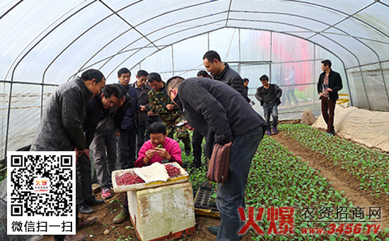 蔬菜育苗技术要点