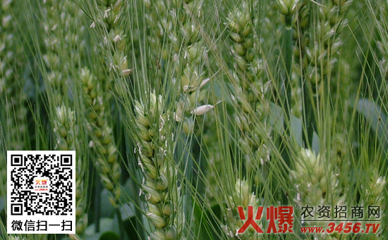 不同生长时期小麦耗水量特征简介