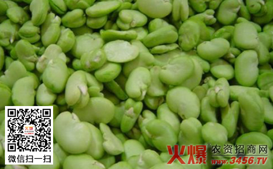 青绿甜脆蚕豆高产栽培技术