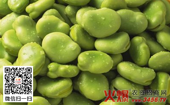 青绿甜脆蚕豆高产栽培技术