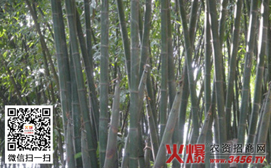 大头典竹种植技术
