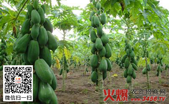 红铃番木瓜特性以及高产种植技术