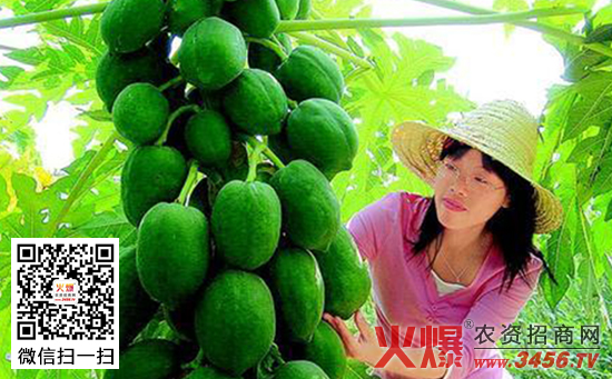 红铃番木瓜特性以及高产种植技术