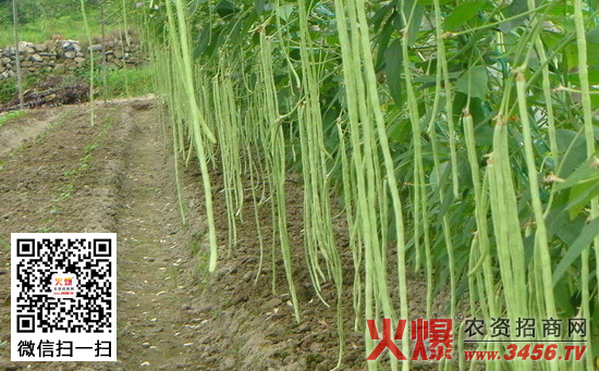 早春豇豆种植技术